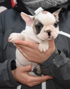 Lire la suite à propos de l’article Cavalier King Charles #1