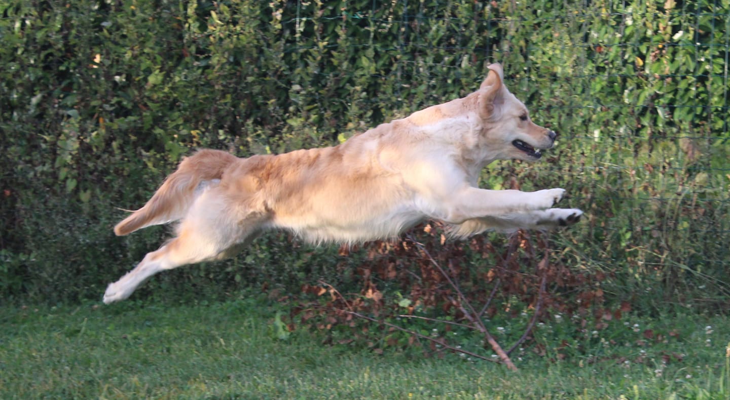 Golden retriever chien de canapé ?
