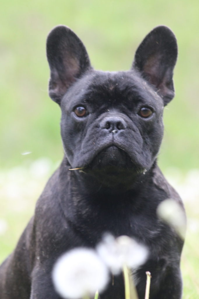 Bouledogue français ancien type 1