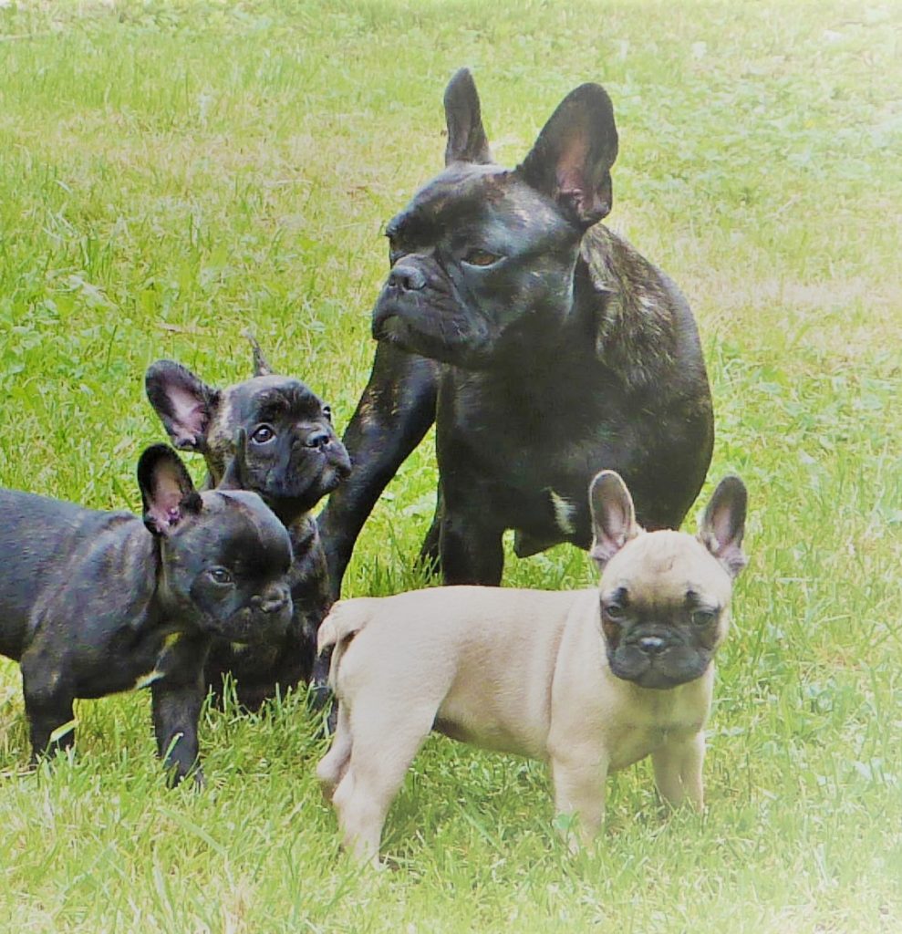 Bouledogues français ancien type