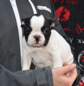 Lire la suite à propos de l’article Bouledogue #2