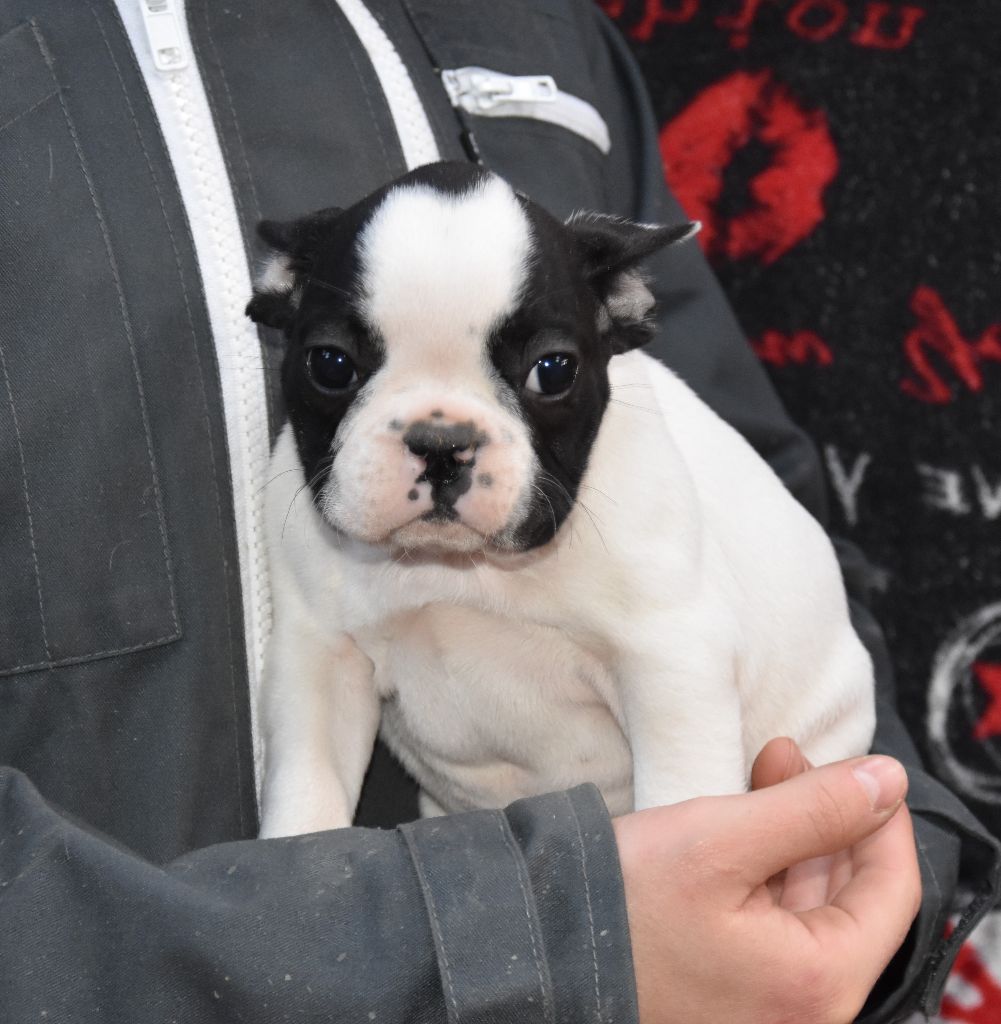 Lire la suite à propos de l’article Bouledogue #2