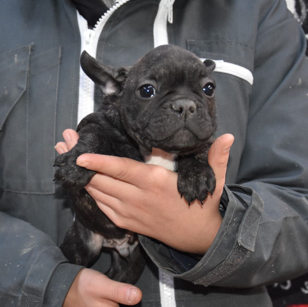You are currently viewing Chiot femelle Bouledogue Français Ancien Type