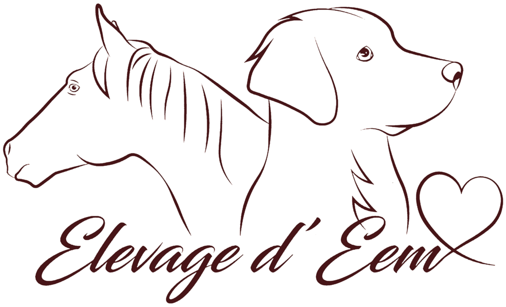 Le chien, cet animal qui nous échappe - Elevage d'EEM