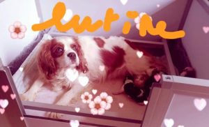 Lire la suite à propos de l’article Chiot Bouledogue Français Ancien Type