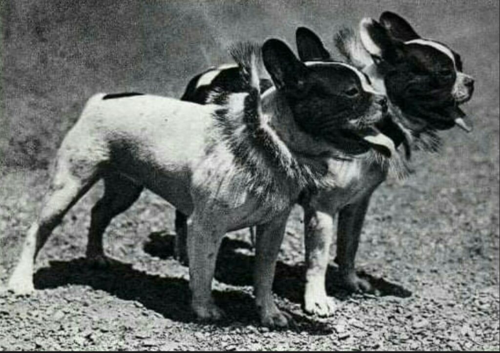 Bouledogue français ancien type